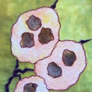 TSIA No 9 - Honesty seeds| Deborah Wirsu Textile Artist